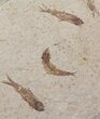 Shale With Five Fossil Fish (Knightia) - Wyoming #111247-2